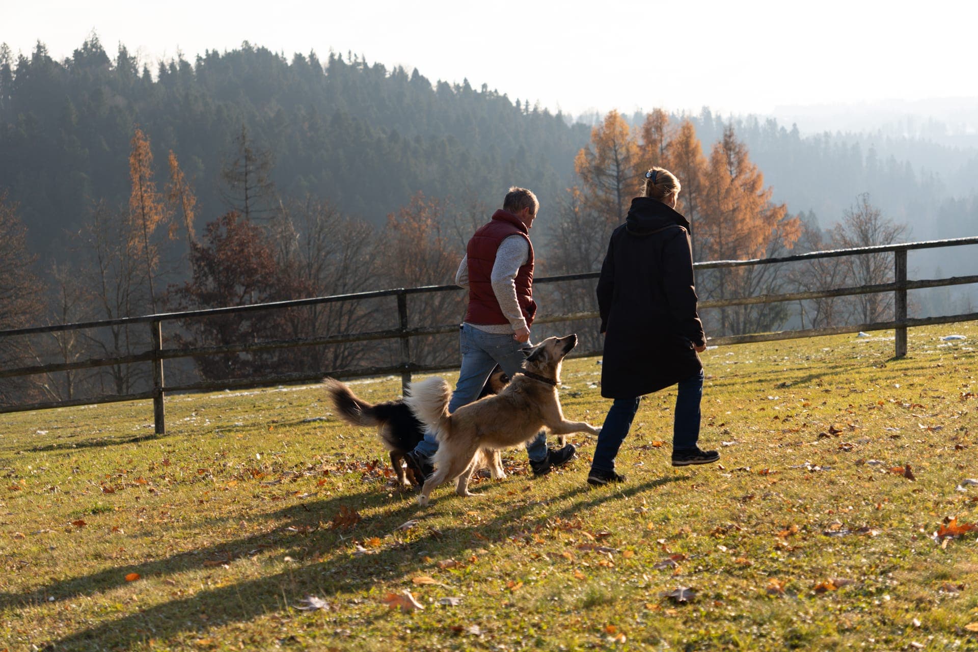 Wanderung mit Hund