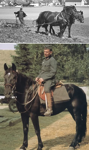 Das Rottaler Pferd - eine Rasse mit Geschichte