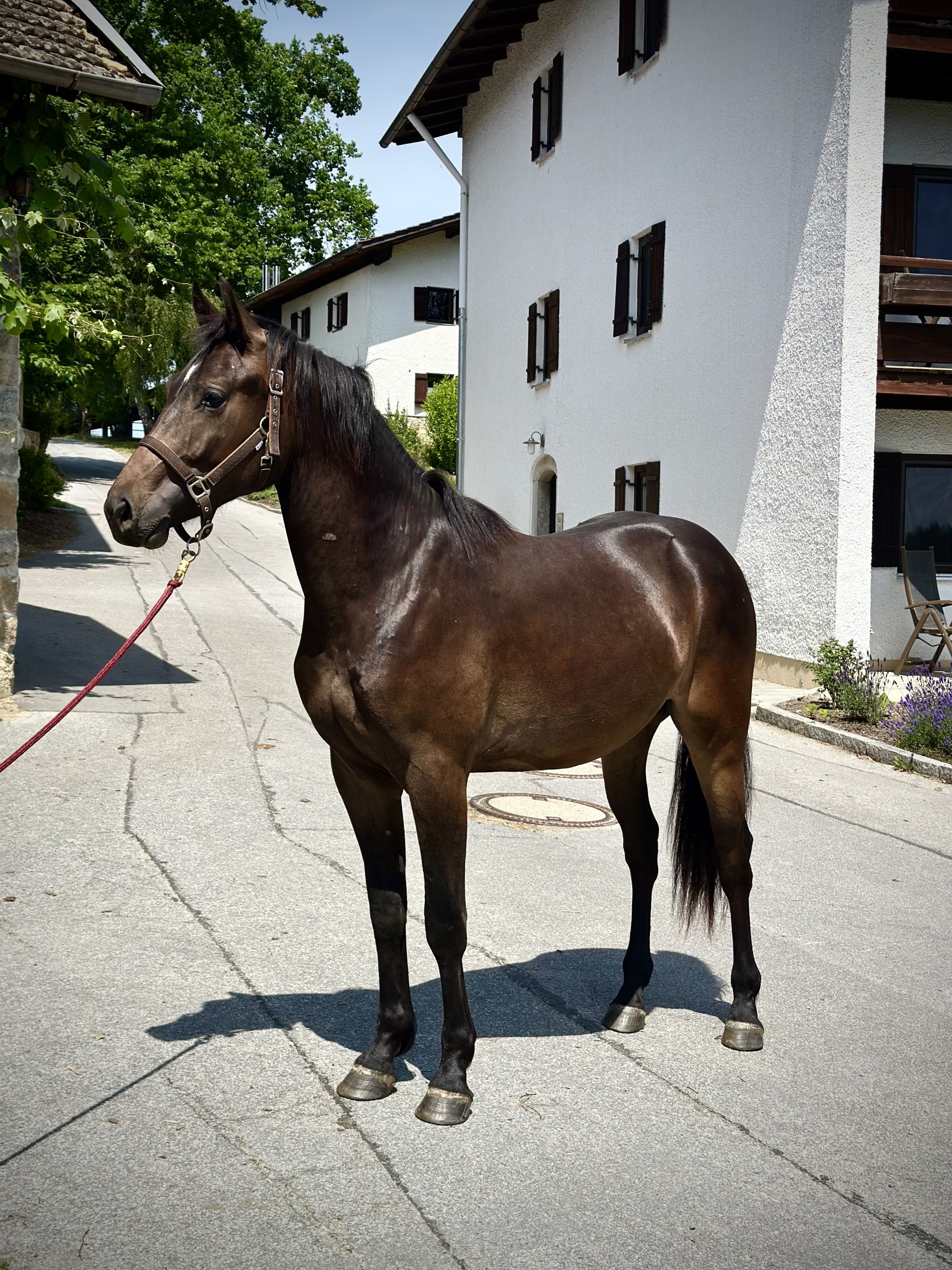 Eddy von Gut Feuerschwendt